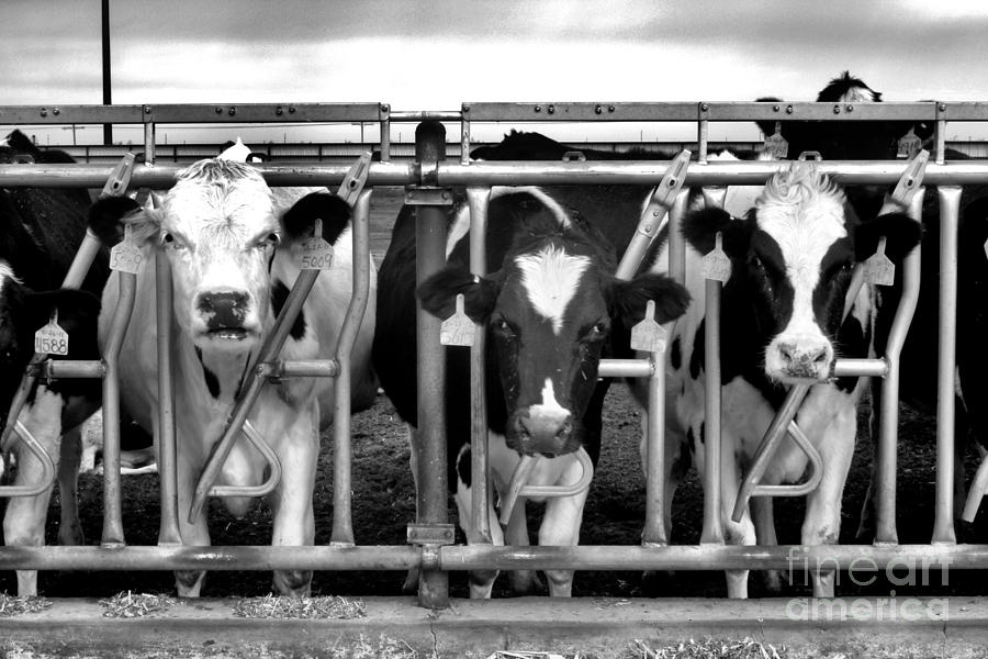 Hungry Dairy Cows in the Texas Panhandle Photograph by JD Smith
