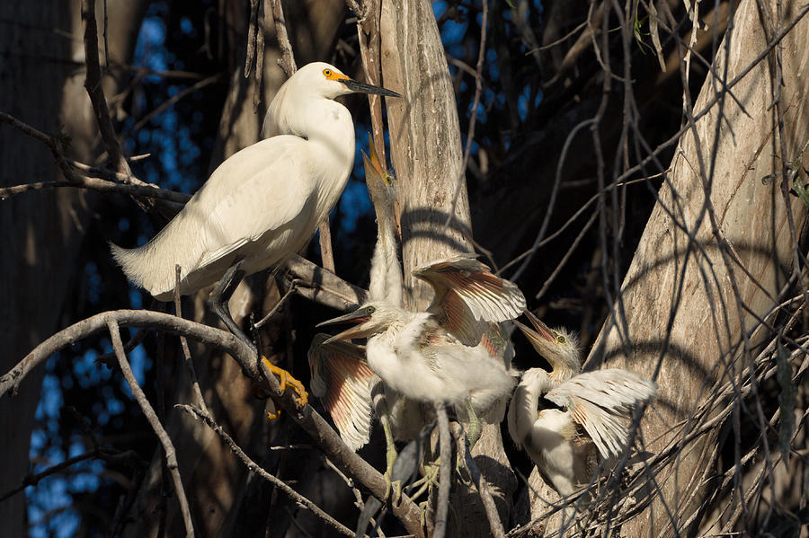 Hungry Egret Chicks Photograph by Kathleen Bishop