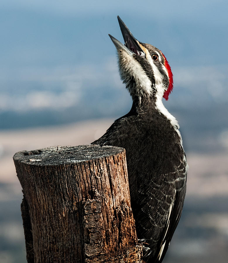 Hungry Female Pileated Woodpecker Photograph by Lara Ellis