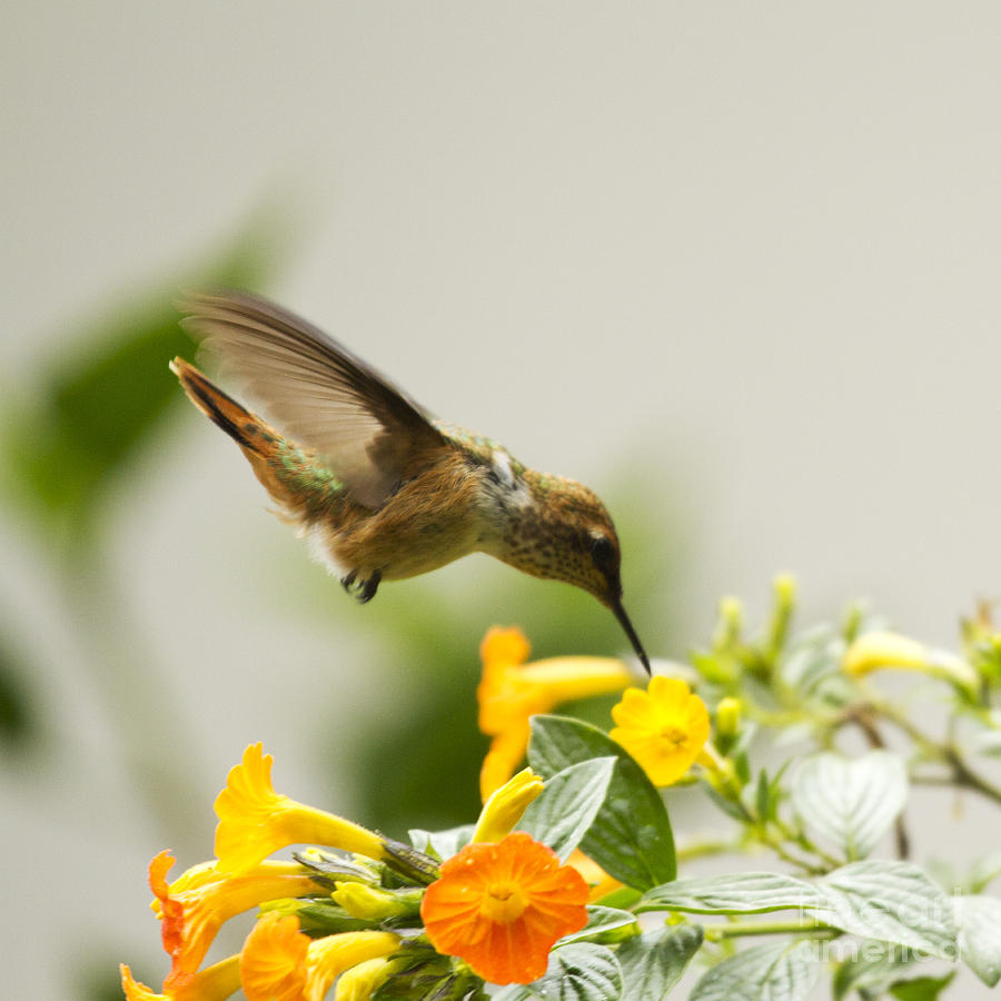 Hungry Flowerbird Photograph by Heiko Koehrer-Wagner