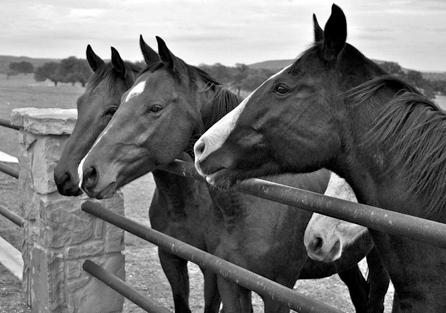 Beautiful Horses Photograph - Hungry for Carrots by Kristina Deane