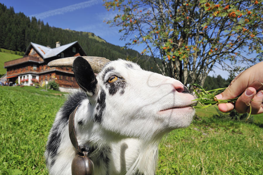 Hungry goat Photograph by Matthias Hauser