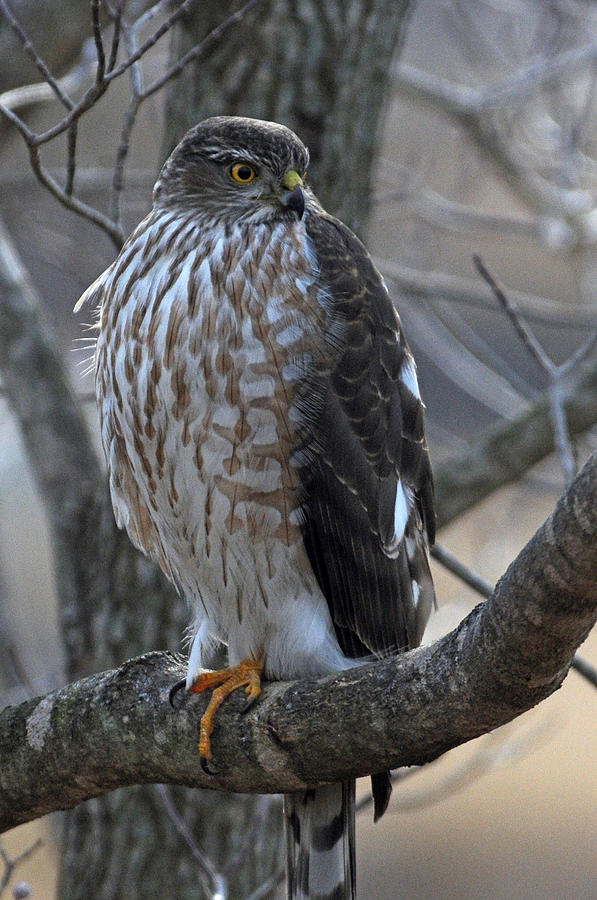 Hungry Hawk Photograph by Jonathan E Whichard | Fine Art America