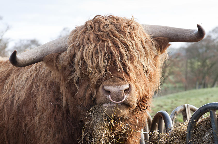 Hungry Highland Cow Photograph by Georgeclerk