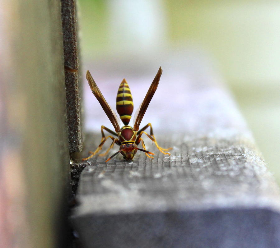 Hungry Hornet Photograph by Candice Trimble - Fine Art America