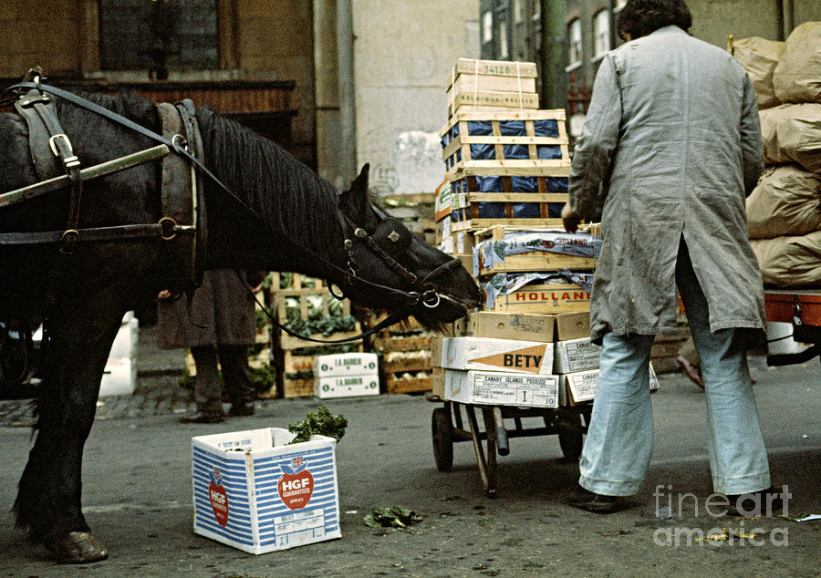 Market Photograph - Hungry Horse by David Davies Market Photograph - Hungry Horse by David Davies