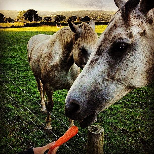 Carrot Photograph - Hungry horses by Alex Nagle