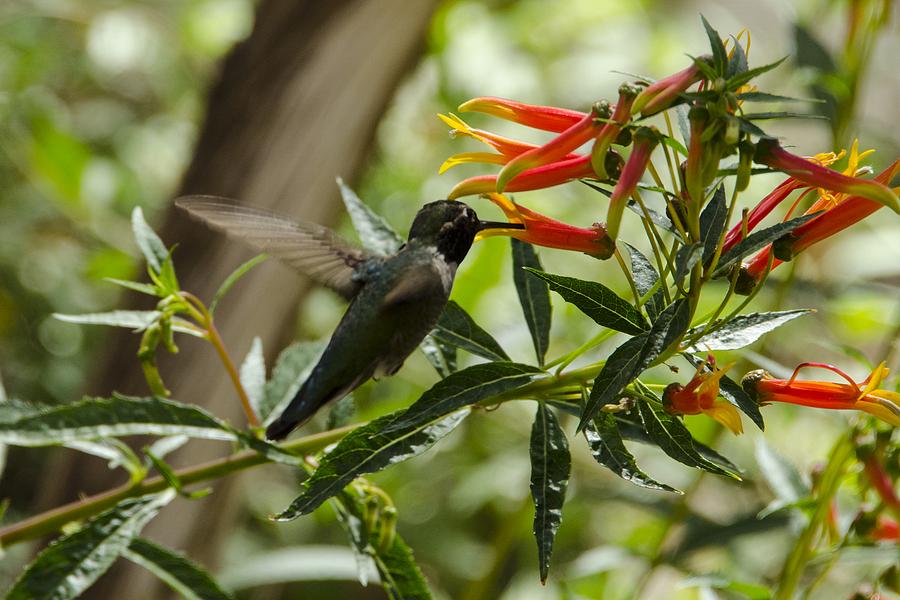 Hummingbird Photograph - Hungry Humming Bird by Richard Henne