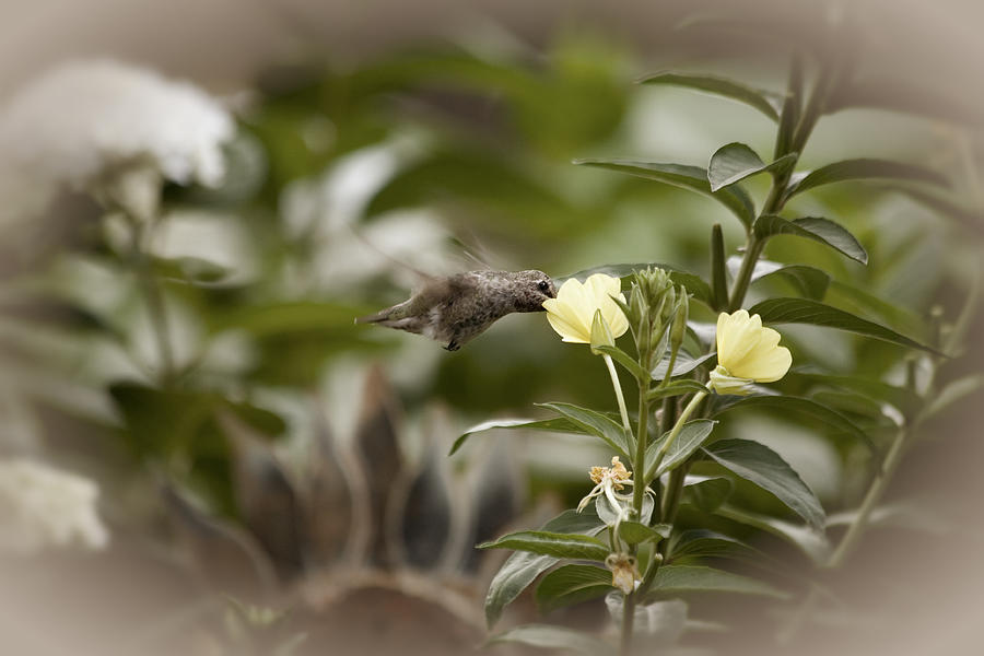 Hungry Hummingbird Photograph by Bonnie Bruno