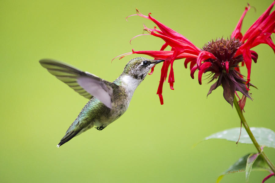 Hummingbird Photograph - Hungry Hummingbird by Christina Rollo