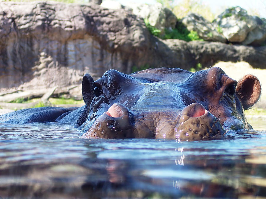 Hippopotamus Photograph - Hungry Hungry Hippo by Diana Child