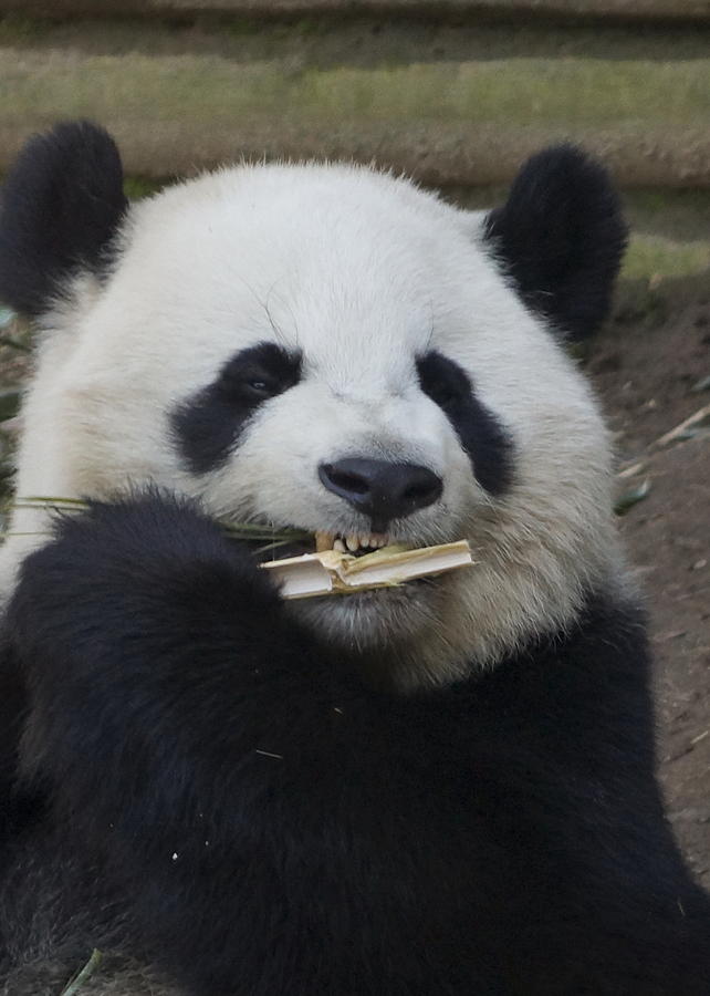 Zoo Atlanta Photograph - Hungry Hungry Panda by Eric Cross