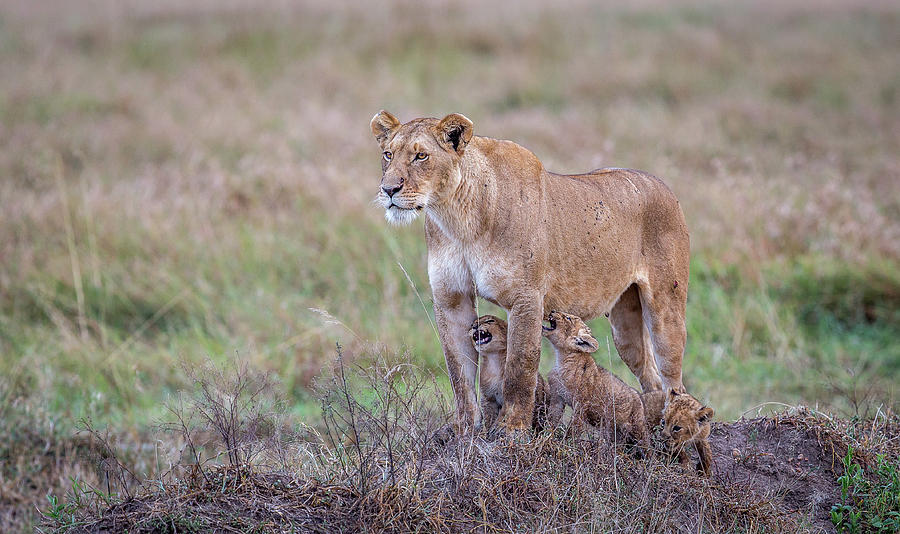 Wildlife Photograph - Hungry.... by Jeffrey C. Sink Wildlife Photograph - Hungry.... by Jeffrey C. Sink
