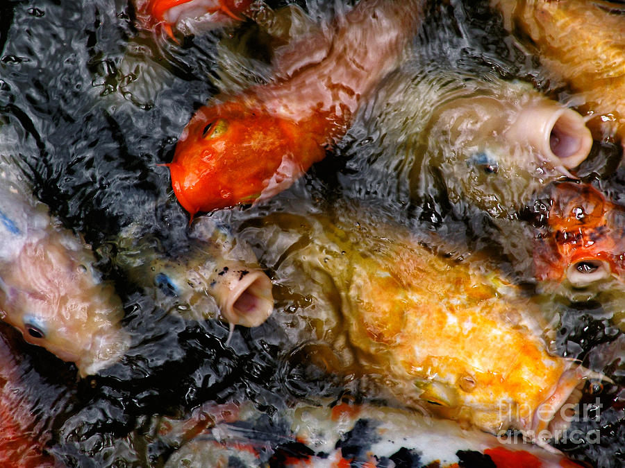 Fish Photograph - Hungry Koi Fish by John Swartz