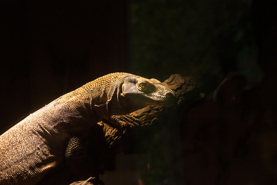 Hungry Komodo Dragon Photograph by Douglas Barnett