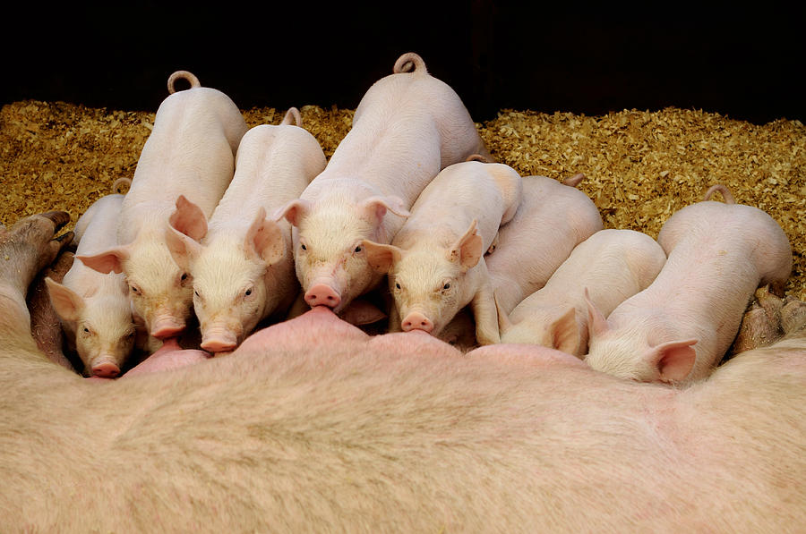 Hungry Little Piglets Photograph by Luke Moore