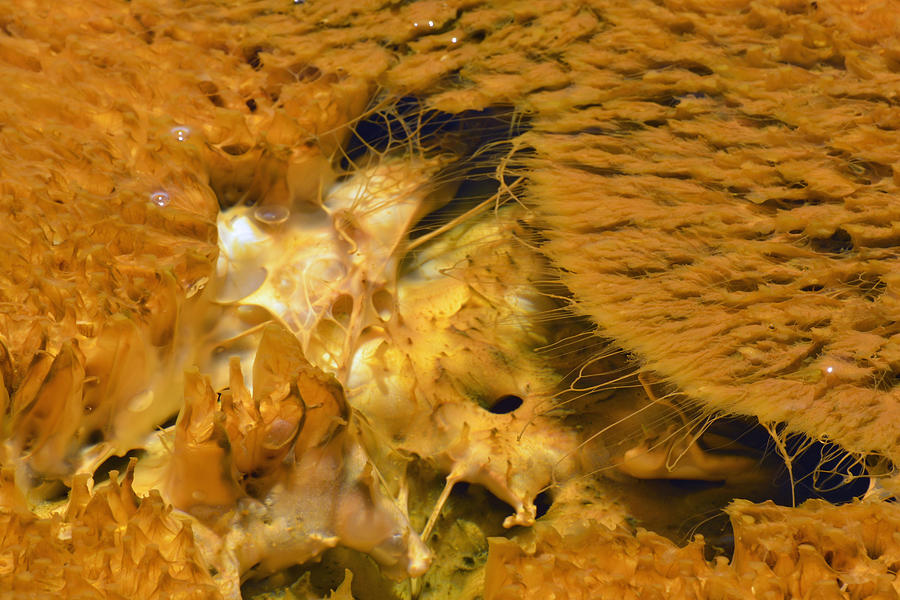 Hungry Looking Bacterial Mat Yellowstone Photograph by Bruce Gourley