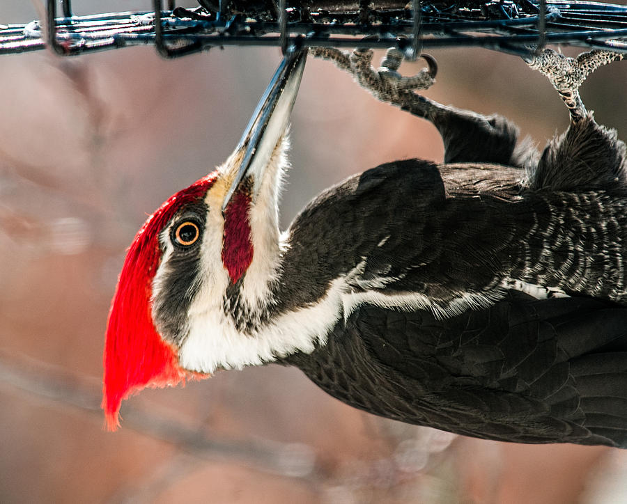 Hungry Male Pileated Woodpecker Photograph by Lara Ellis