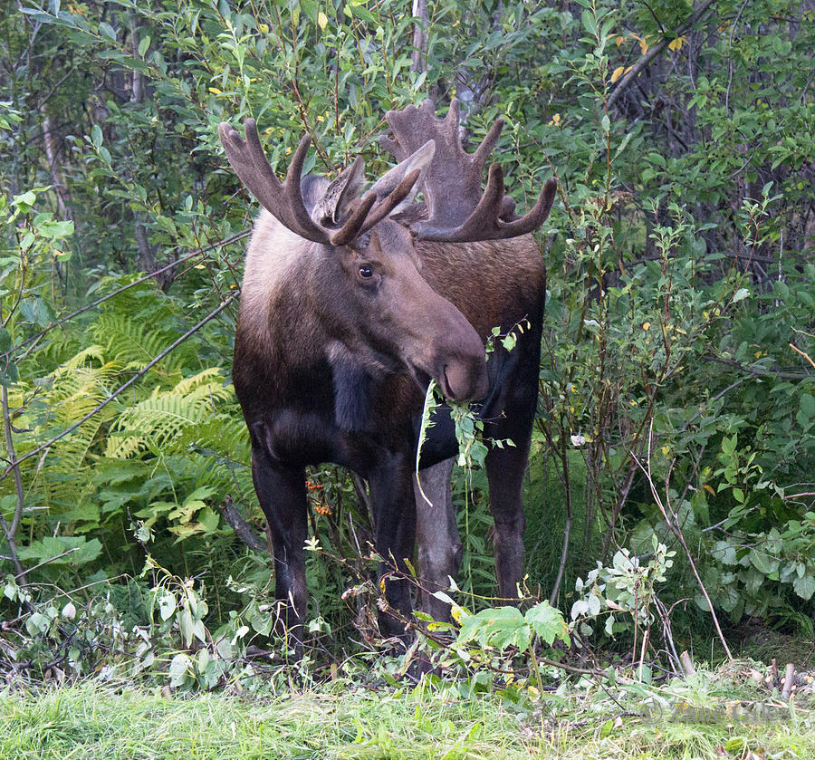 hungry Moose Photograph by Zane Giles - Fine Art America