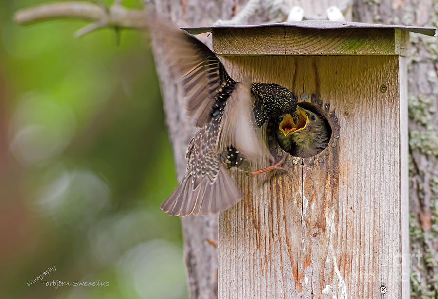 Hungry Nestlings Photograph by Torbjorn Swenelius