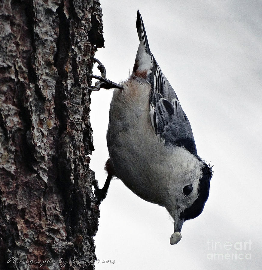 Bird Photograph - Hungry Nuthatch by Gena Weiser