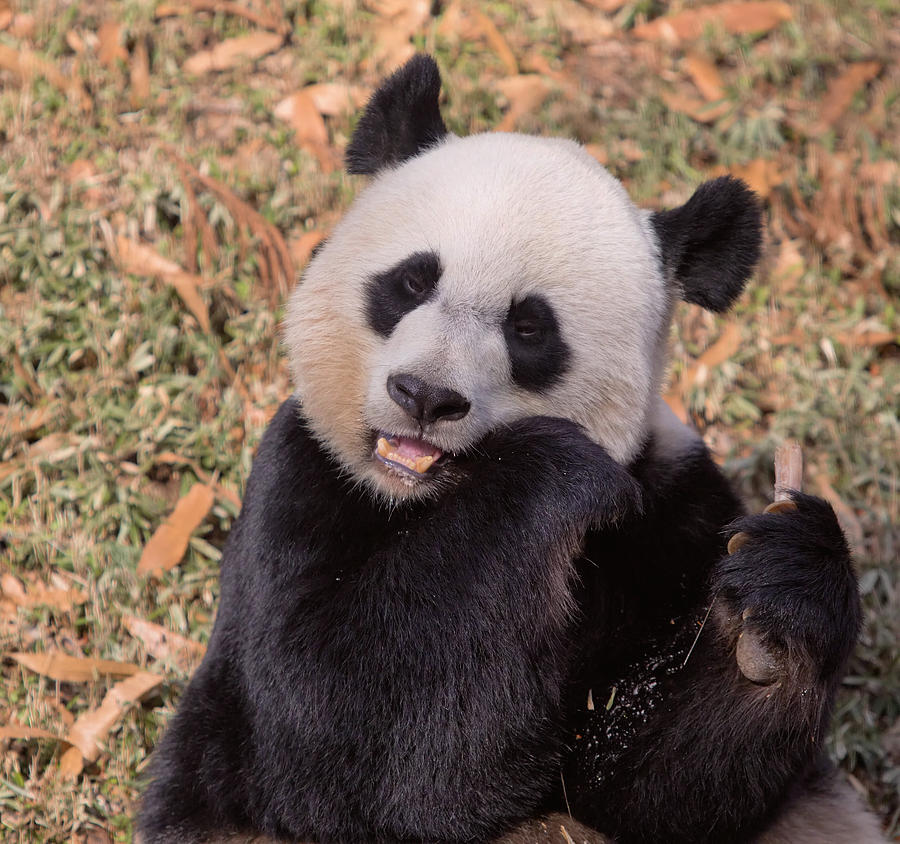 Hungry Panda Photograph by Jack Nevitt