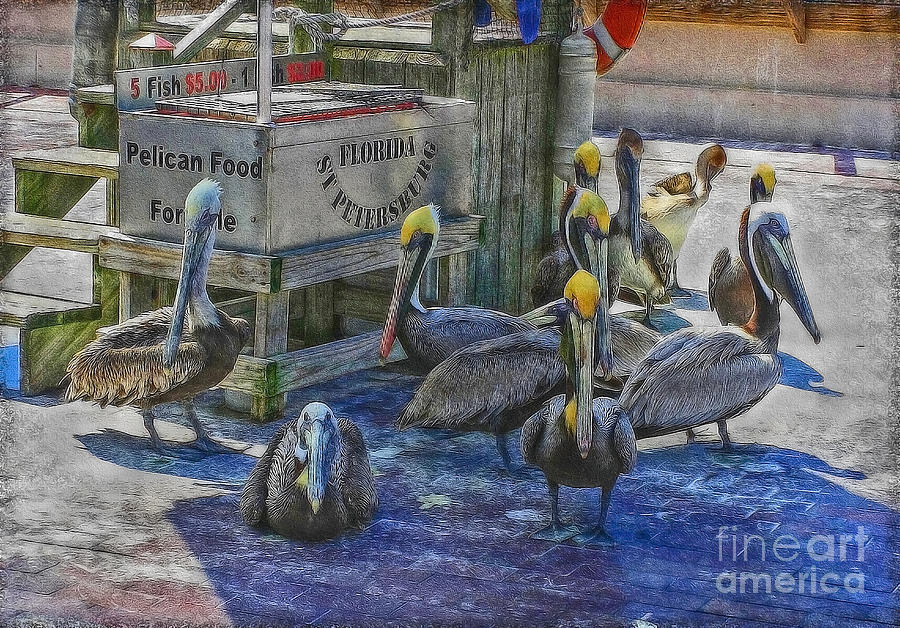 Hungry Pelicans Photograph by Hanny Heim