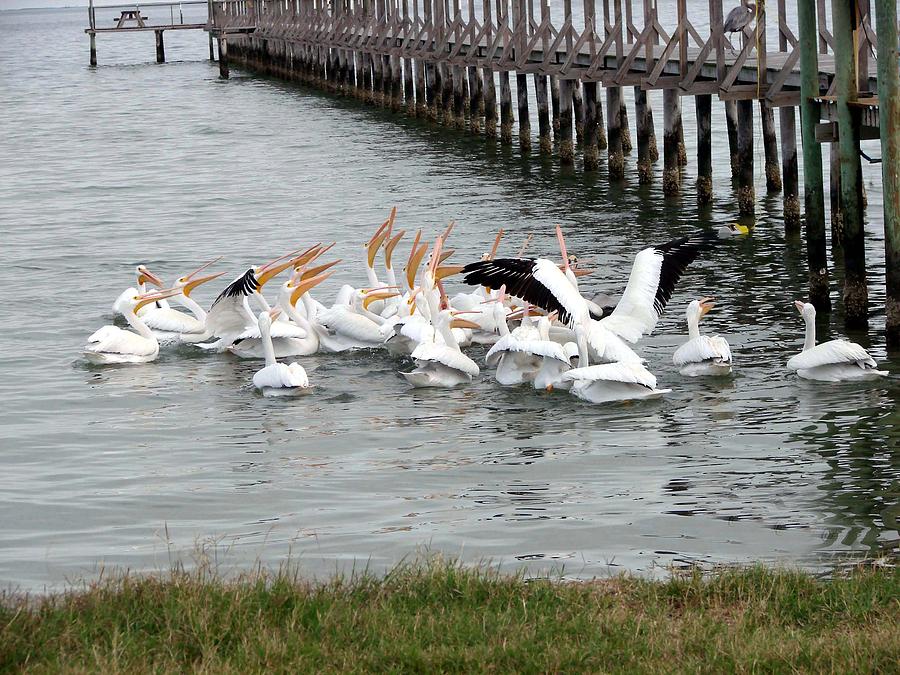 Hungry Pelicans Photograph by Linda Cox