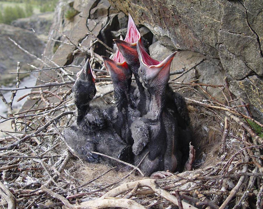 Corvus Corax Photograph - Hungry Raven Chicks Iceland by Sigurdur Aegisson