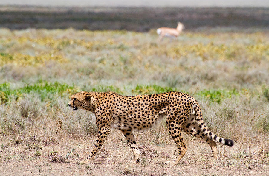 Hungry Red Cheetah Photograph by Chris Scroggins