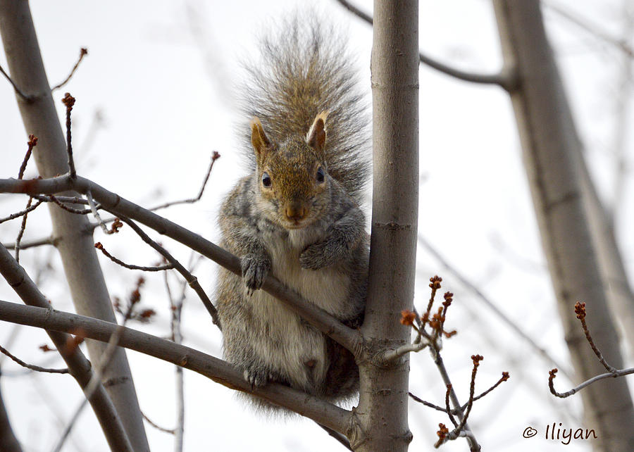 Squirrel Photograph - Hungry Squirrel by Iliyan Bozhanov