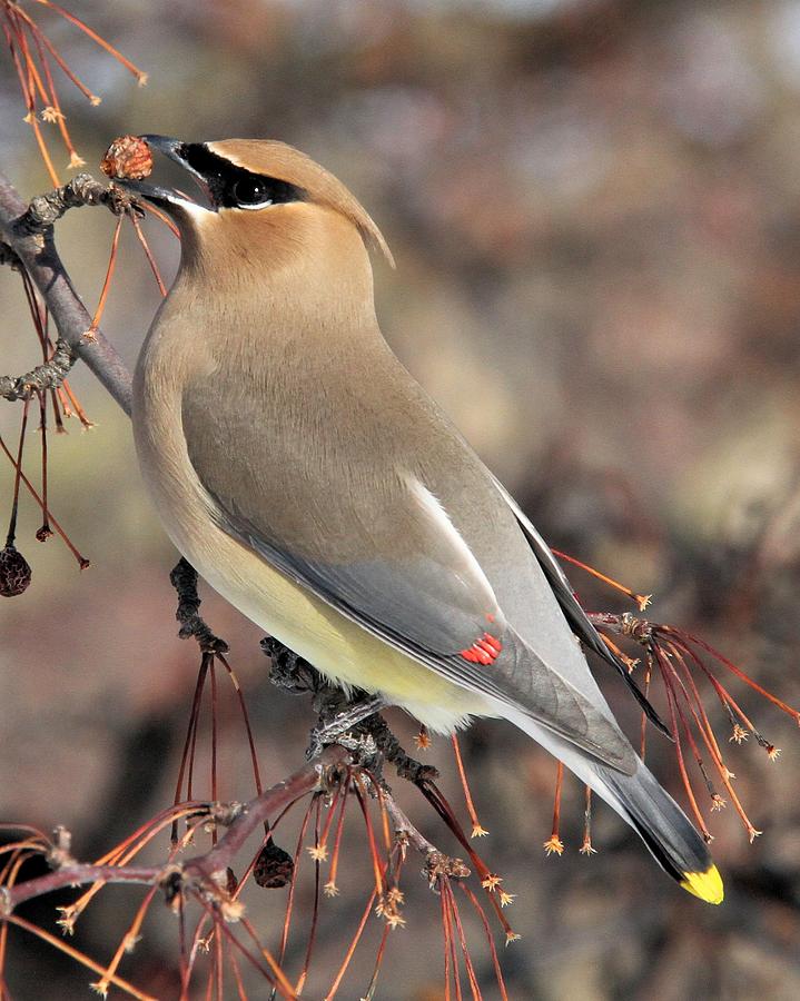 Hungry Waxwing Photograph by Doris Potter