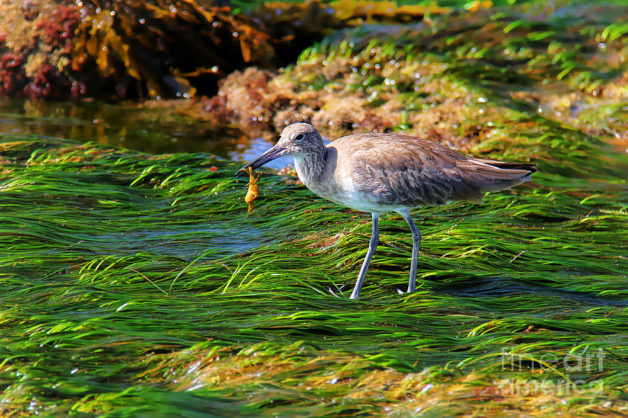 Up Movie Photograph - Hungry Willet by Kasia Bitner