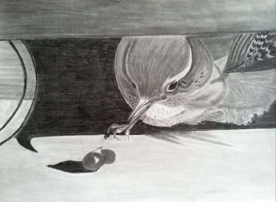 Bird Drawing - Hungry Wren by Tony Clark