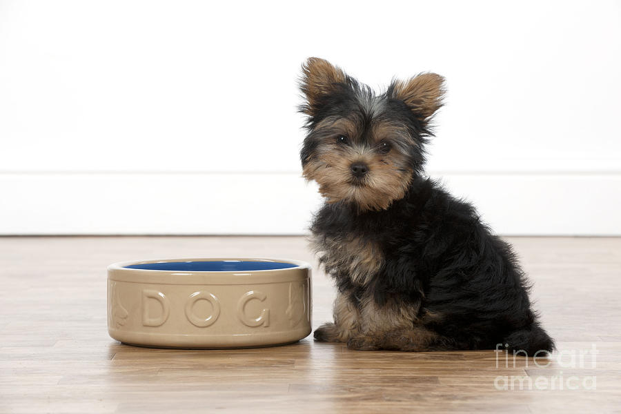 Hungry Yorkie Puppy Photograph by John Daniels