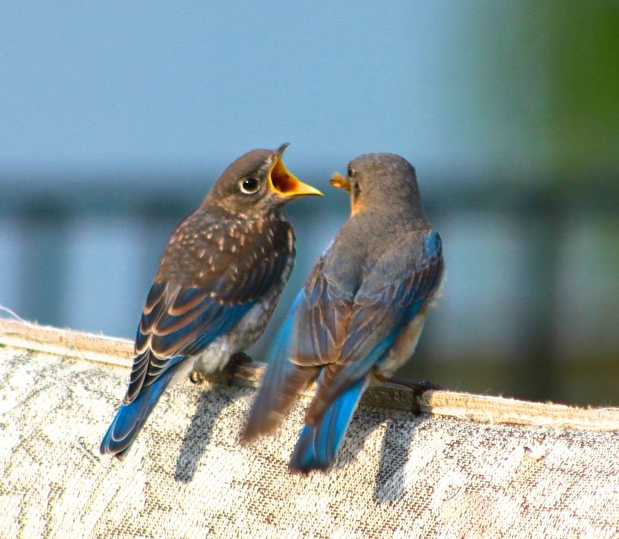 Hungry Young Bluebird Photograph by Jeanne Juhos