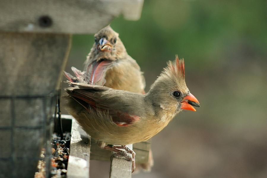 Hungry Young Cardinals Photograph by Susan McMenamin