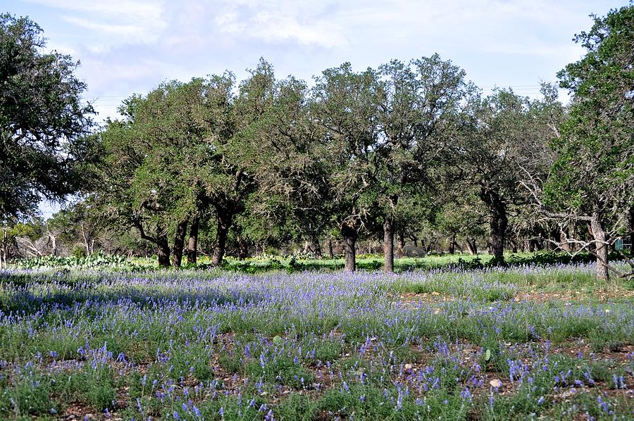 Hunt Texas  Wildflower Landscape Photograph by Kristina Deane