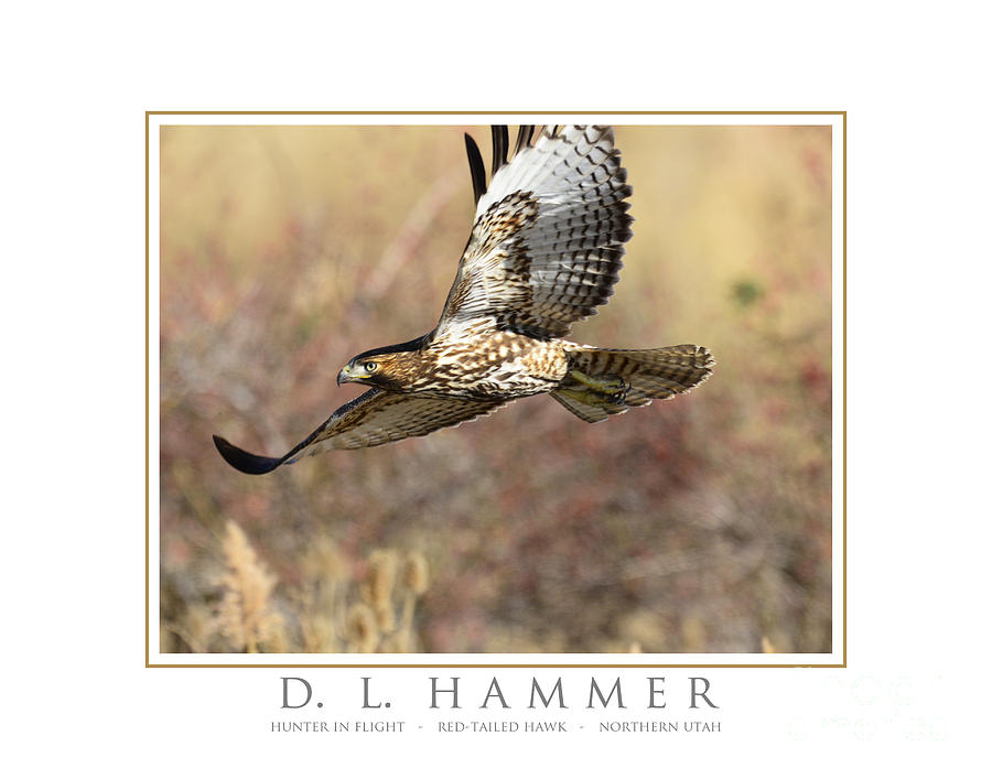 Hunter in Flight Photograph by Dennis Hammer
