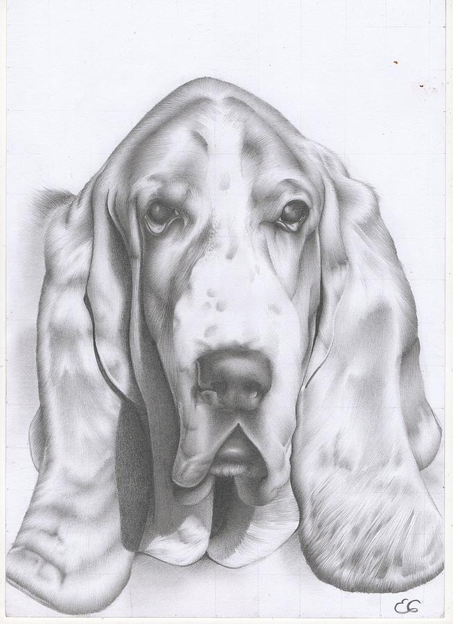 Hunter the Basset Hound Drawing by Esther Rosier - Fine Art America