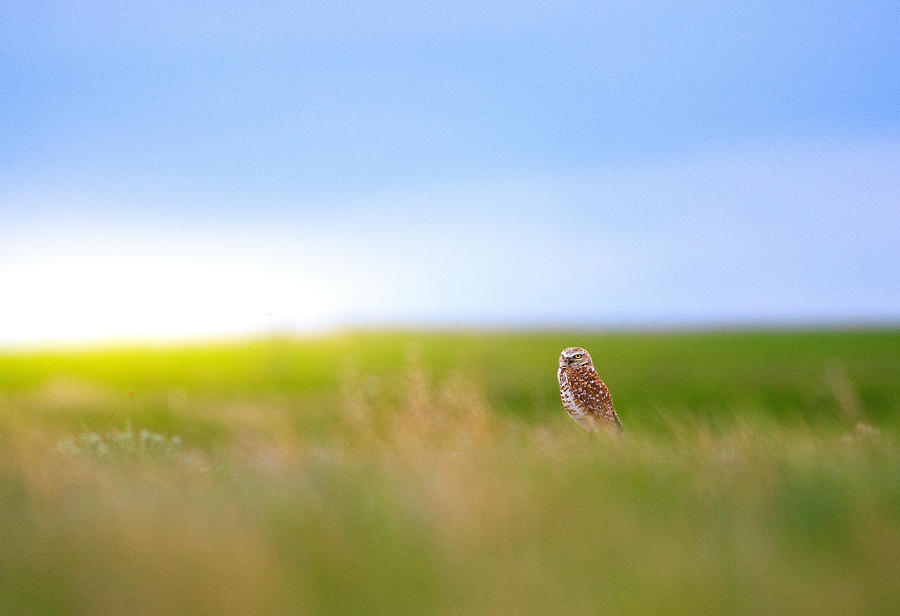 Owl Photograph - Hunting Alone by Kadek Susanto