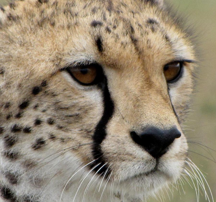 Hunting Cheetah Photograph by Sue Poulsen - Fine Art America