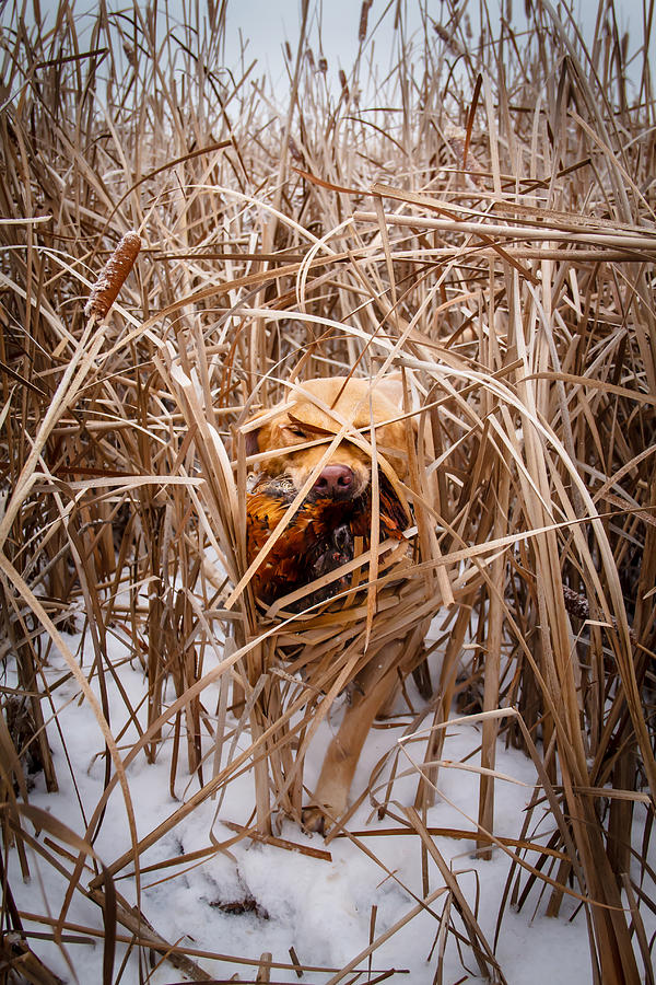 Pheasant Photograph - Hunting Dog by Daniel Wilde