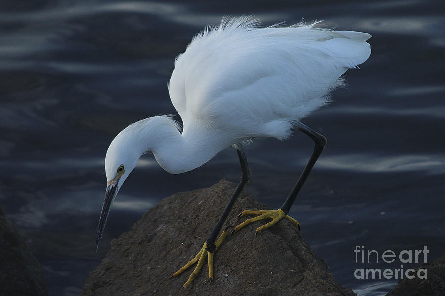 Hunting Egret Photograph by Morgan Wright