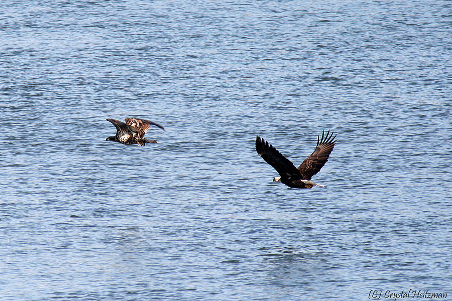 Hunting Family Bald Eagles Photograph by Crystal Heitzman Renskers ...