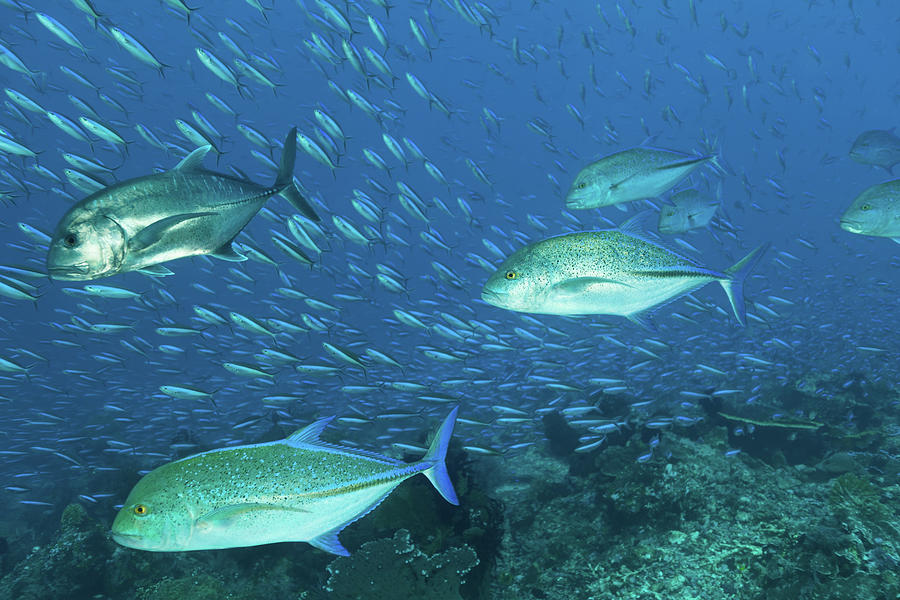 Hunting Giant Trevally And Bluefin Photograph by Ifish