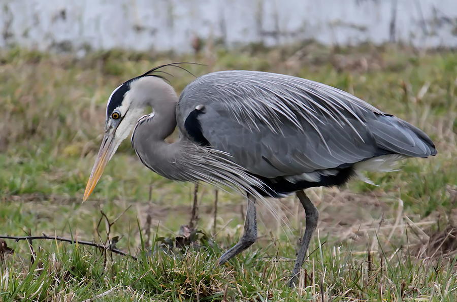 Hunting Great Blue Heron Photograph by Angie Vogel