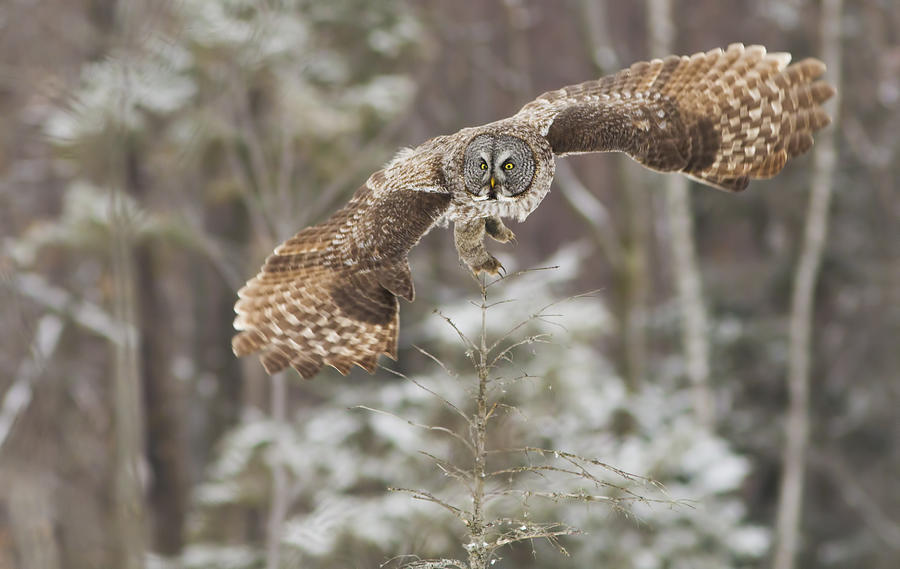 Hunting Great Grey Owl Photograph by Mircea Costina Photography