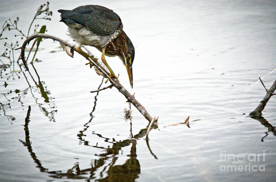 Hunting Green Heron Photograph by Cheryl Baxter