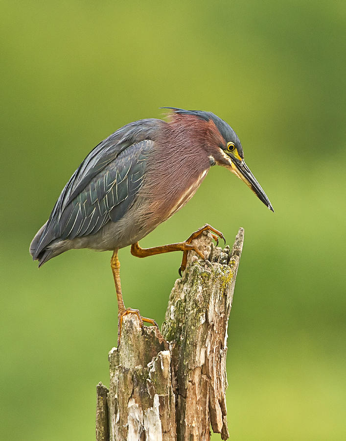 Hunting Green Heron Photograph by John Vose